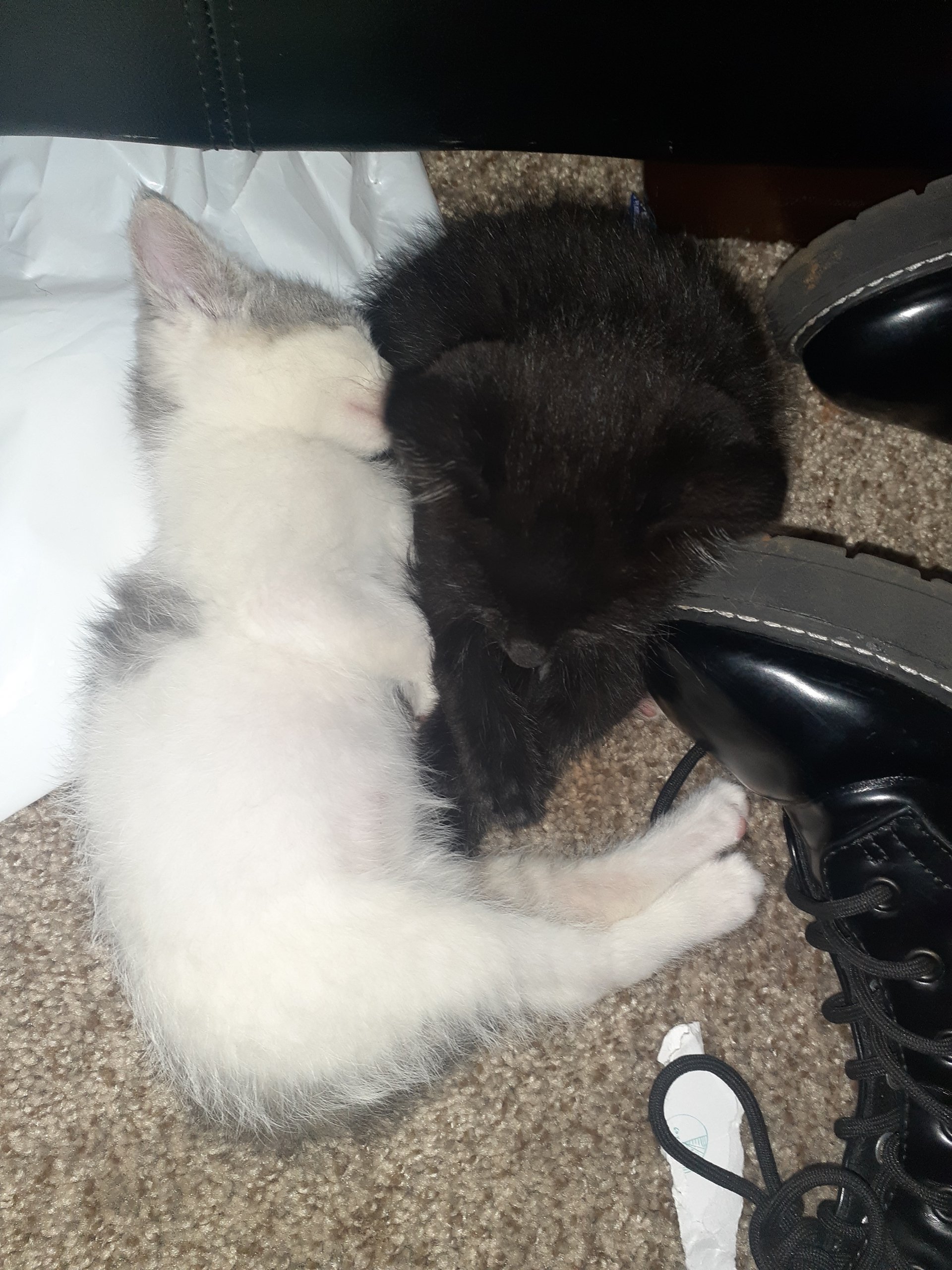 My house has been invaded by cuteness.  This is Luna (black kitty) and Gypsy (white kitty). They're my granddaughters new pets and the best entertainment around. Watching them play is just too cute.