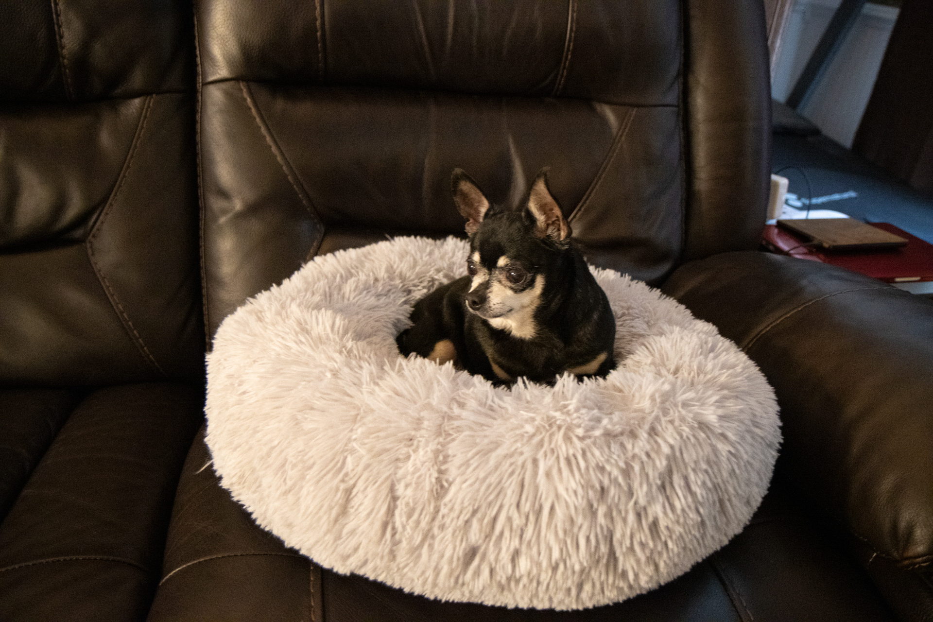 This is Layla, our chihuahua grandpuppy. She is almost fourteen years old!