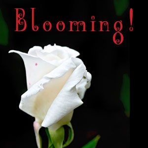 Quiz Score Image