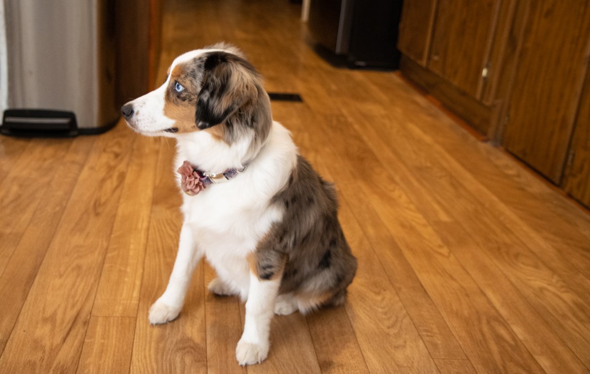 Jasmine is an American Shepherd that loves warm hugs!