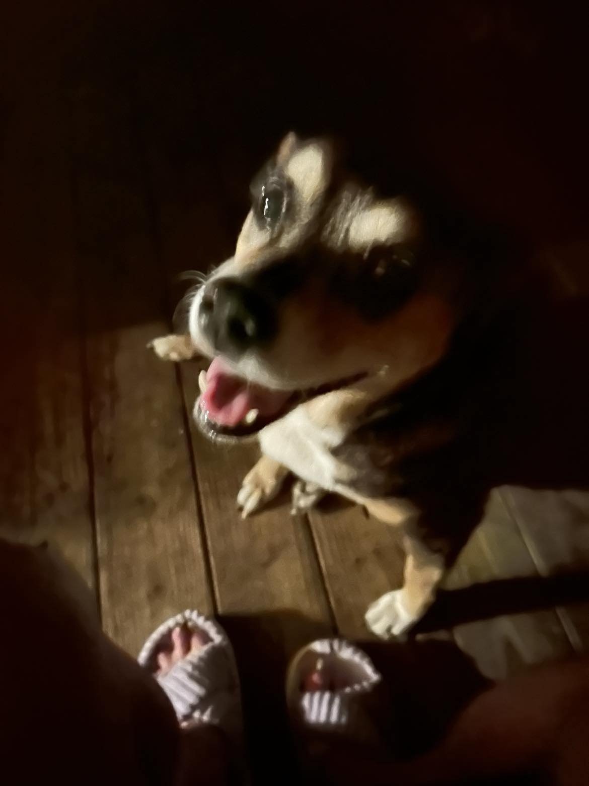 I am talking to my sister more often with texting and back on Facebook.  I need to let her know to send me another photo of Bella, and I need to let her know about this ministry!  She is definitely a Christian!
I was a neighbor to my sister after our...