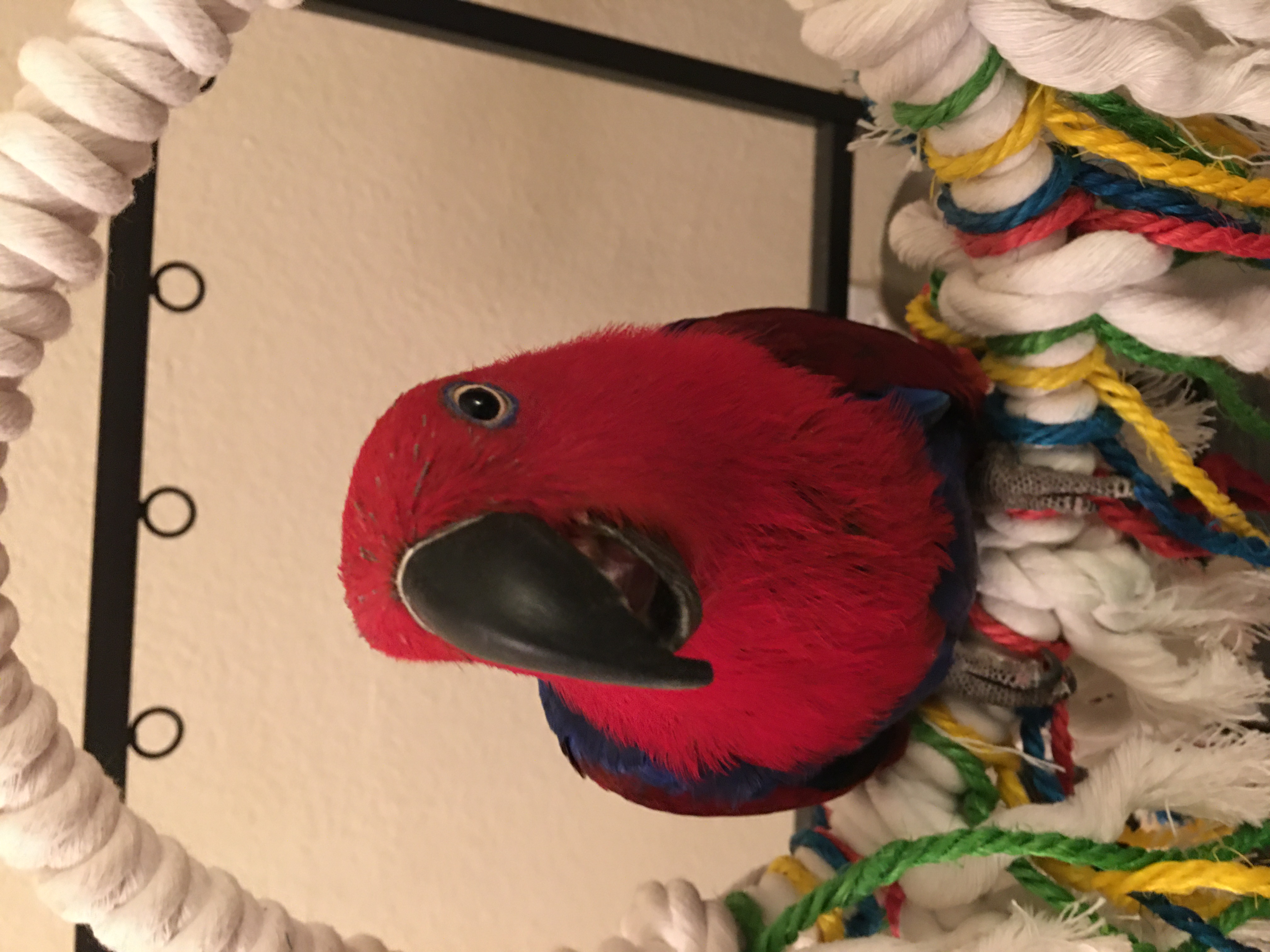 Fawkes, my Eclectus parrot. I’ve had her since she was 18 months old and she will 19 this May.