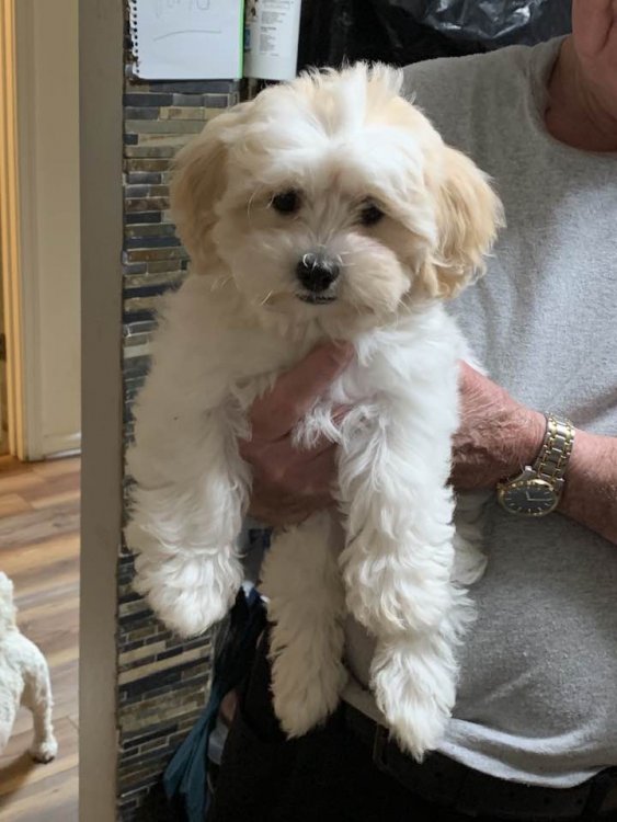 I have two beautiful Teddybear Dogs who are my whole world besides my husband.  They help me with my depression .