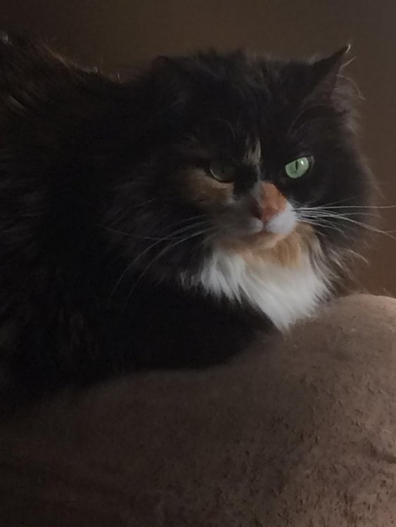 Bella is a very fluffy tri-color girl 🐱