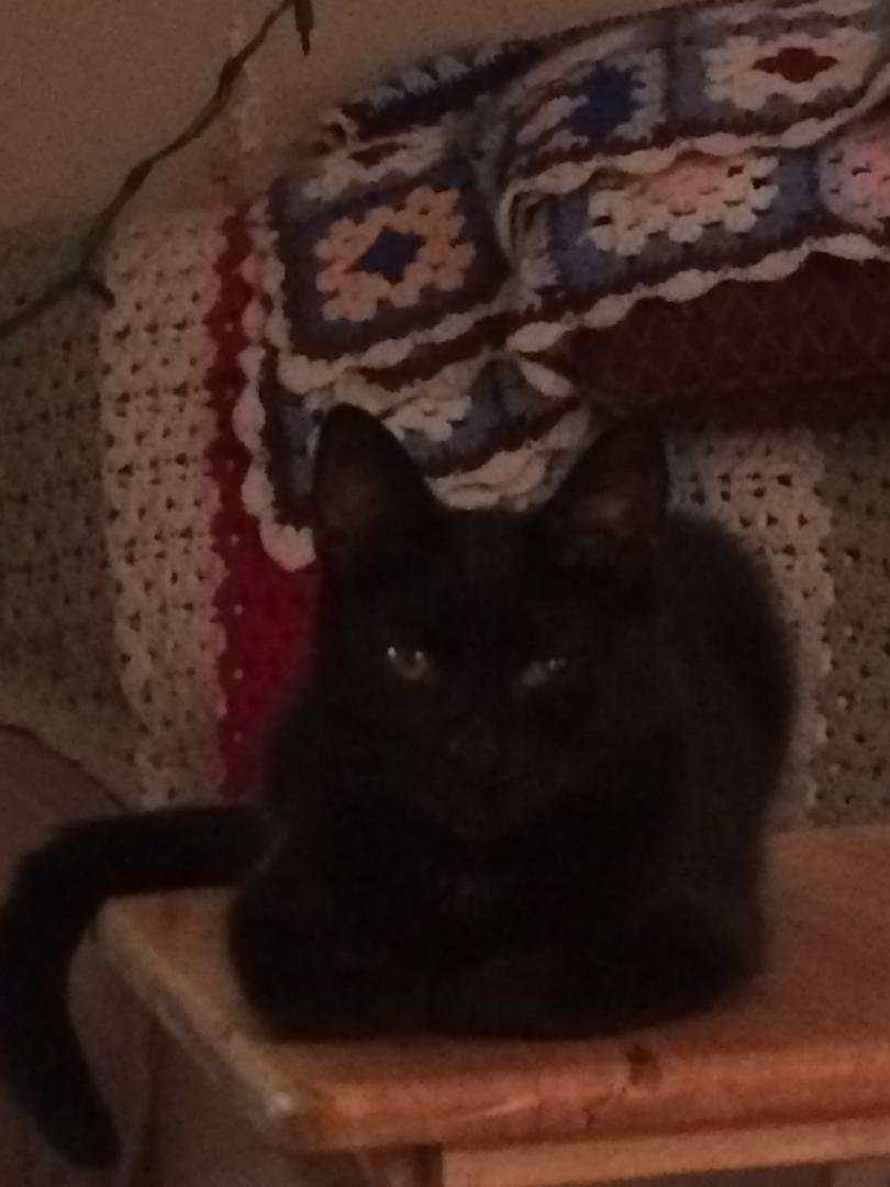 Jack was chosen for a Cat Calendar for next year!! He is a star!!