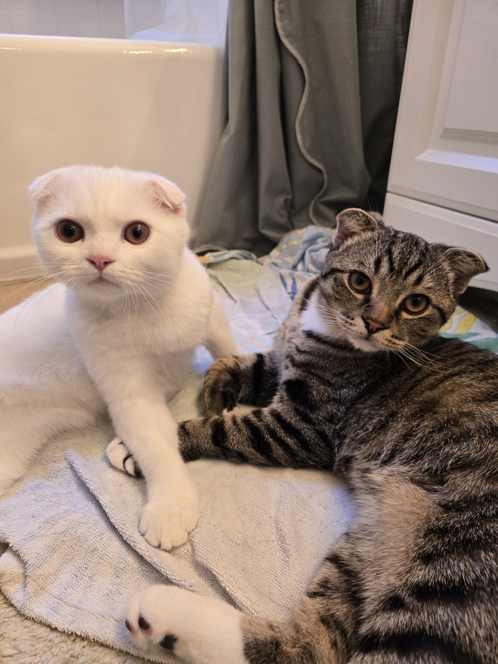 I started with one. now I have two.. our little fur-babies  become family...