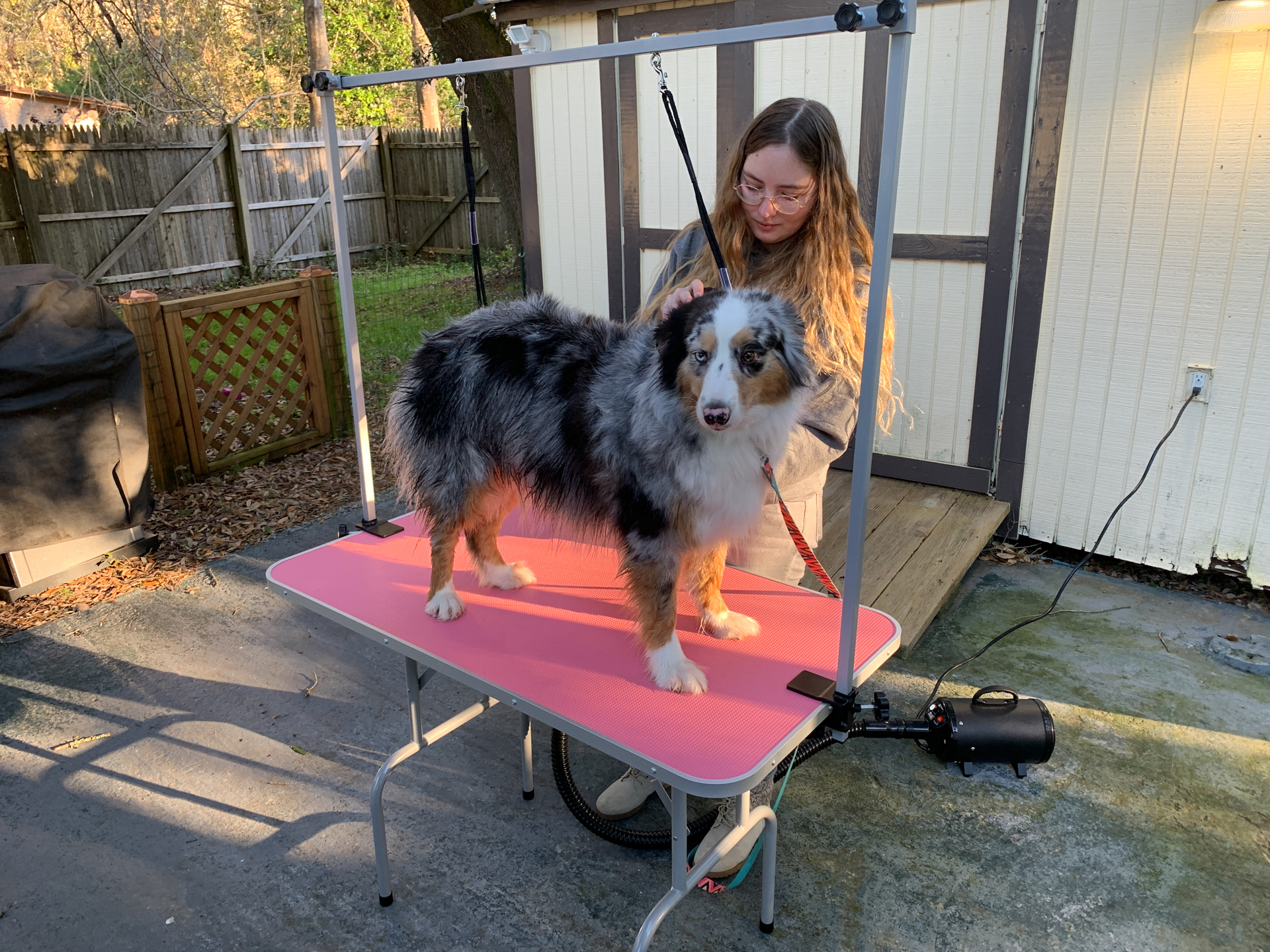 This is River, one of our grandpuppies, being groomed by our daughter, Summer. She is a blue merle Australian Shepherd.