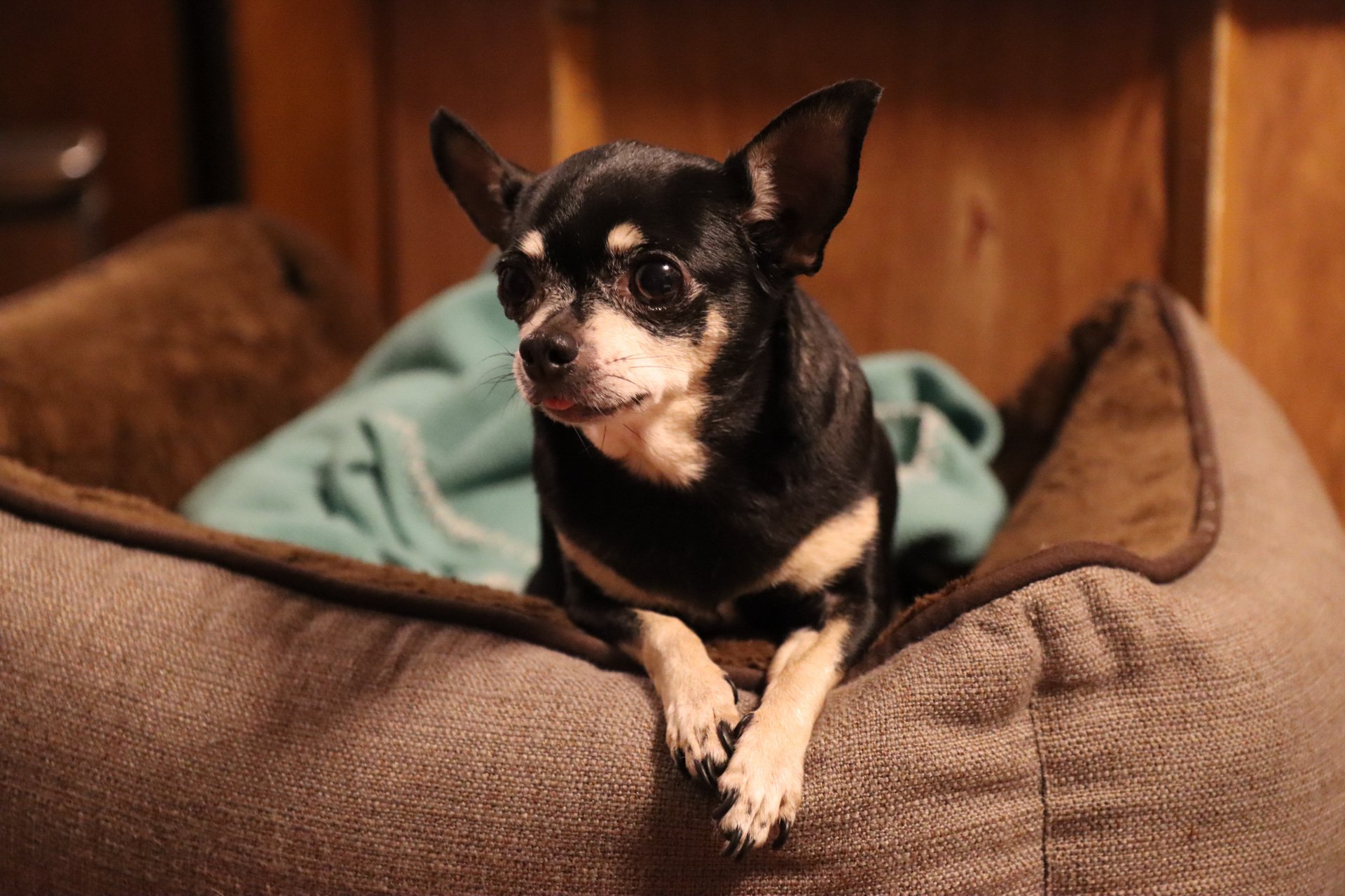 Here are some pics of our fur babies: Jasmine, Layla and River!