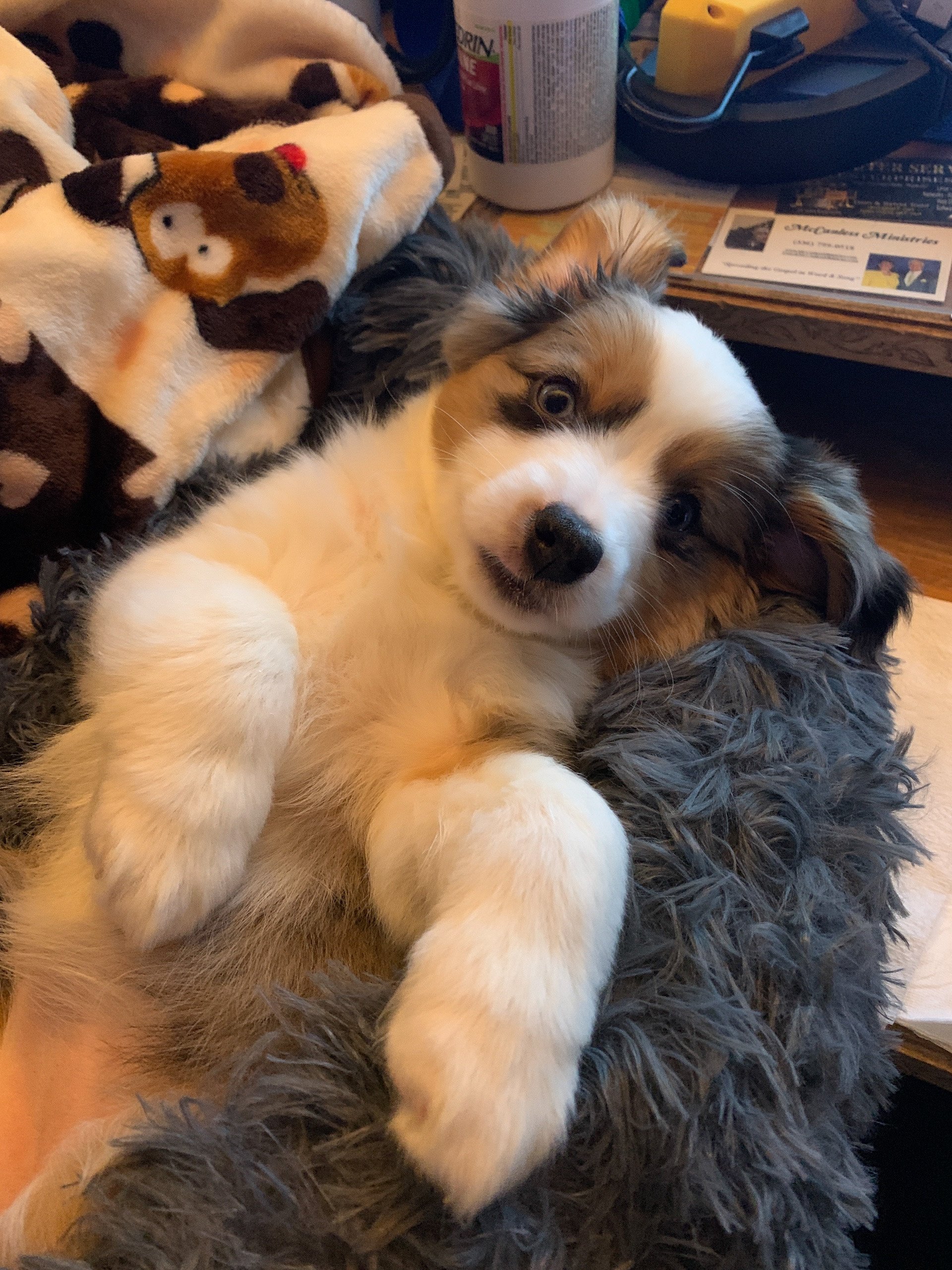 Here are some pics of our fur babies: Jasmine, Layla and River!