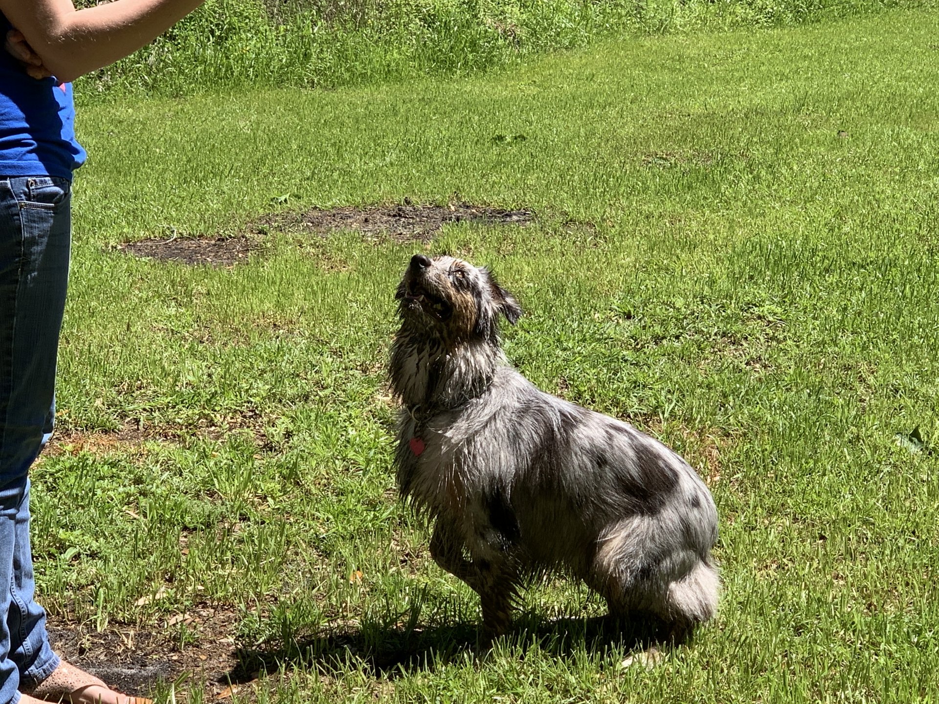 Here are some pics of our fur babies: Jasmine, Layla and River!