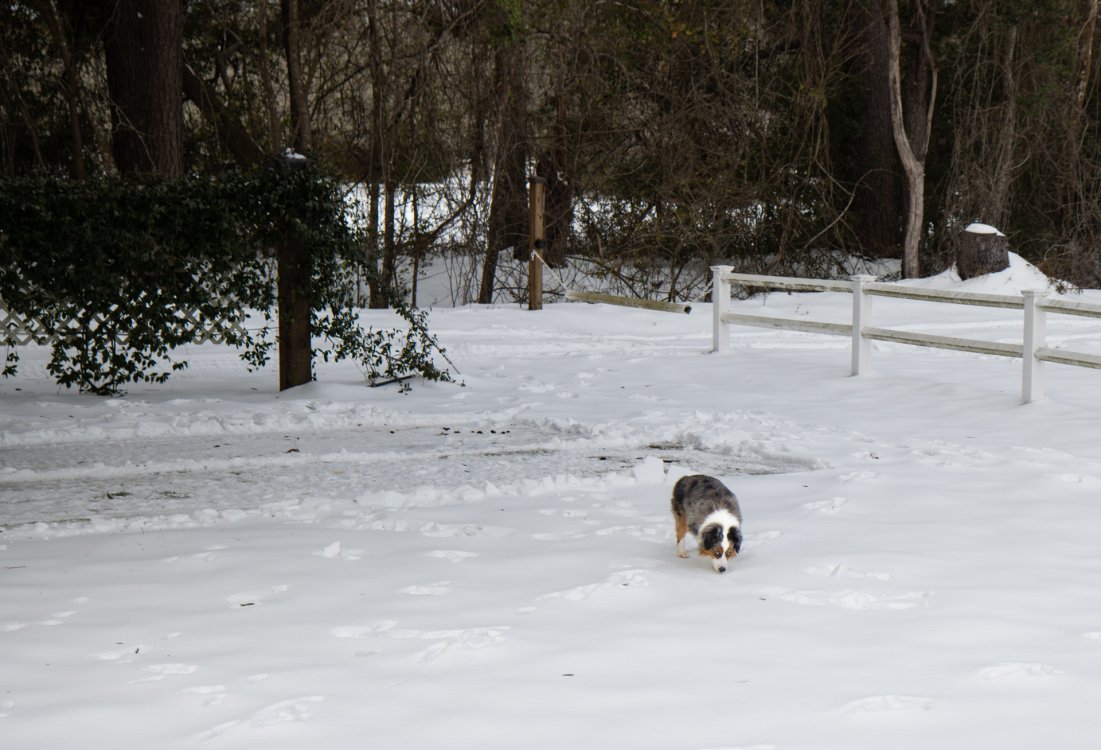 We're expecting a winter storm this weekend, with maybe some snow,, so here are some photos of Jasmine enjoying the snow last year! ❄️🐶