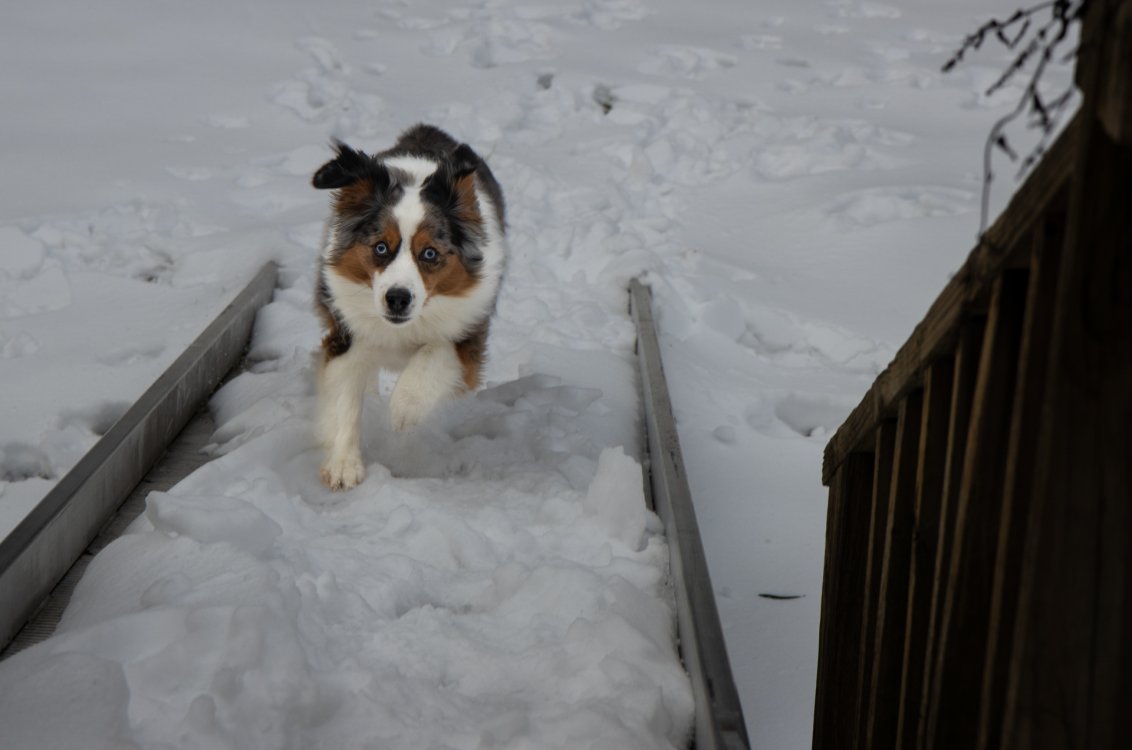 We're expecting a winter storm this weekend, with maybe some snow,, so here are some photos of Jasmine enjoying the snow last year! ❄️🐶