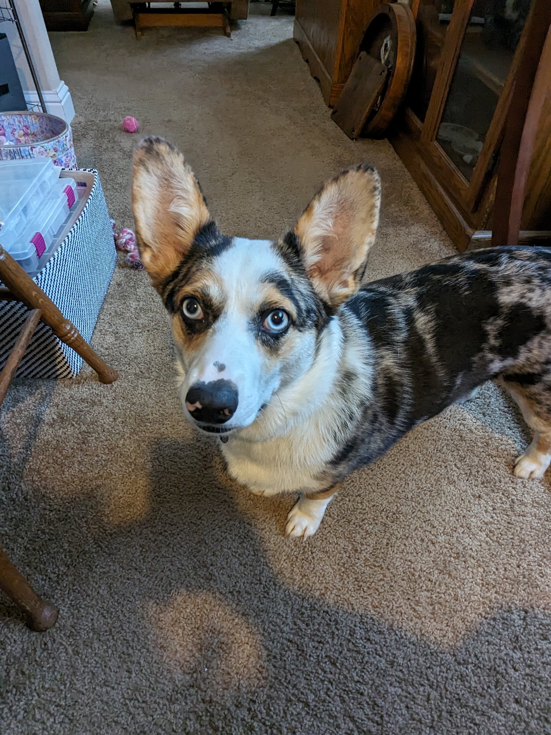 Violet is what is called a cowboy corgy. She is almost a year old in this photo. We brought her home as a brand new puppy and have watched her grow so big. She knows no stranger and wants to meet everyone , ( she is the talk of the town ) LOL