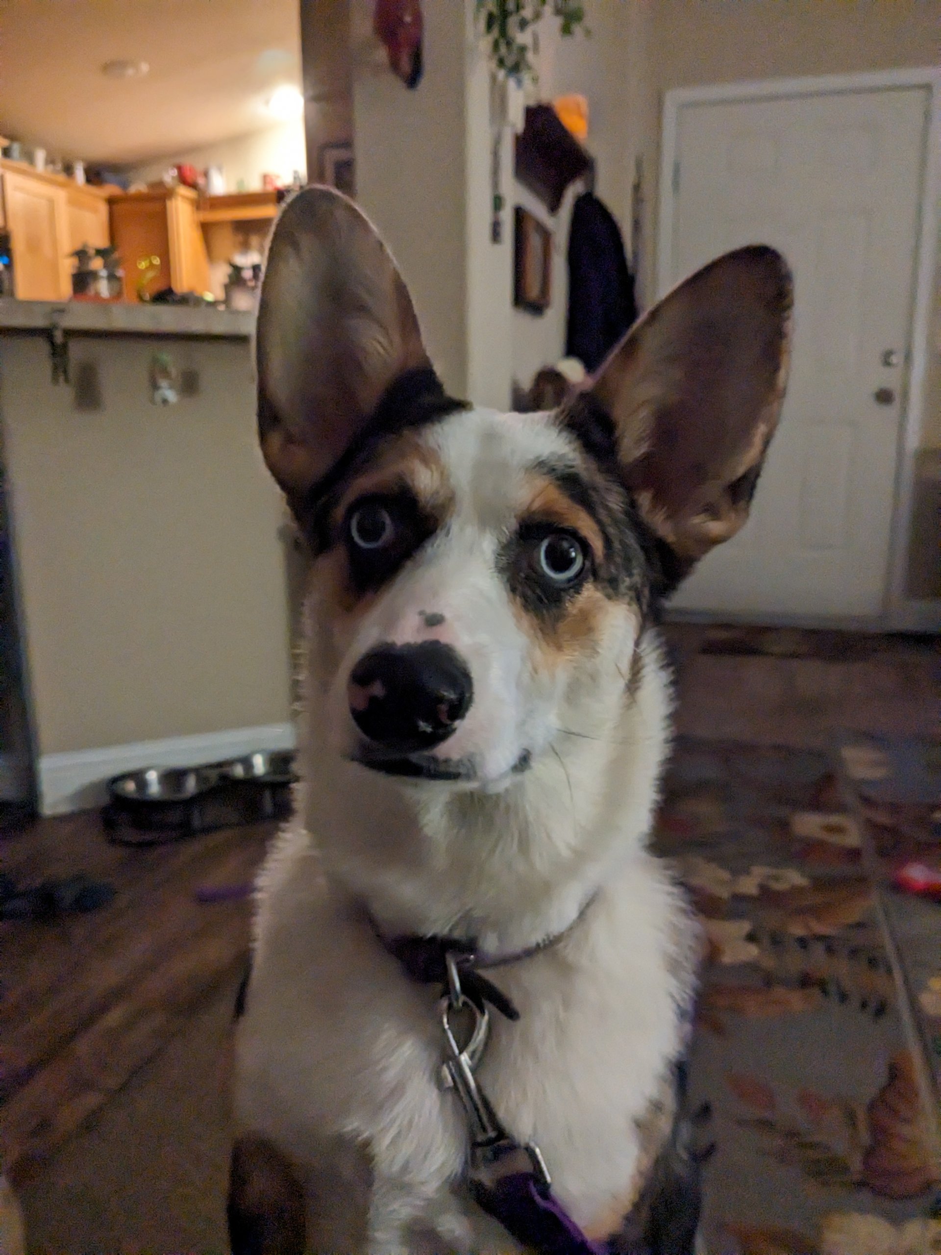 Violet is what is called a cowboy corgy. She is almost a year old in this photo. We brought her home as a brand new puppy and have watched her grow so big. She knows no stranger and wants to meet everyone , ( she is the talk of the town ) LOL