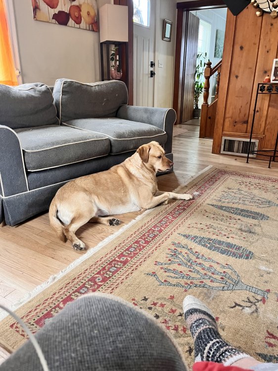 Maggie, yellow lab, very sweet and gentle.  Rigby, German Shepherd, to best describe his personality most like Scooby Do.