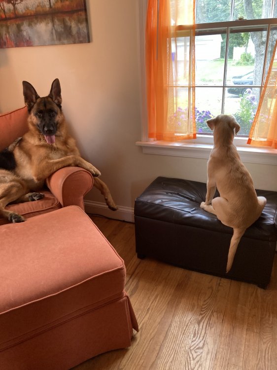 Maggie, yellow lab, very sweet and gentle.  Rigby, German Shepherd, to best describe his personality most like Scooby Do.