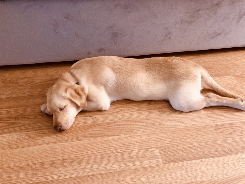 Maggie, yellow lab, very sweet and gentle.  Rigby, German Shepherd, to best describe his personality most like Scooby Do.