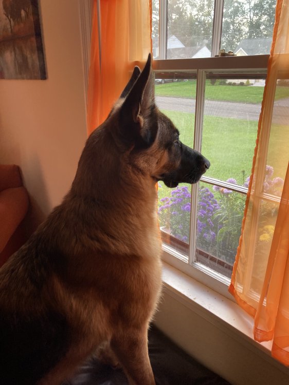 Maggie, yellow lab, very sweet and gentle.  Rigby, German Shepherd, to best describe his personality most like Scooby Do.