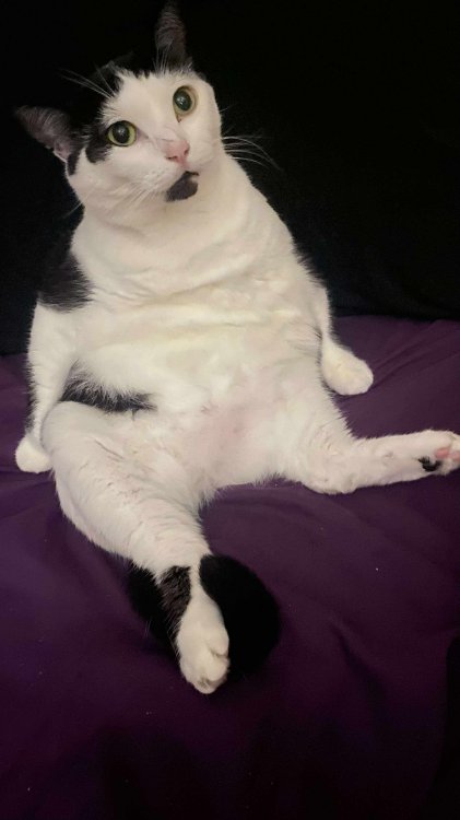 This is MyLo V Muffin.