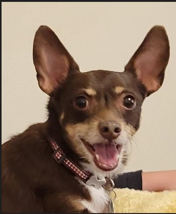 My name is Yogi.  I am 14 years old.  I have a heart condition but still strong as ever.  They call me the Security Chief.  Nothing passes me by without my keen eye on it!  Watch out!  I am watching you