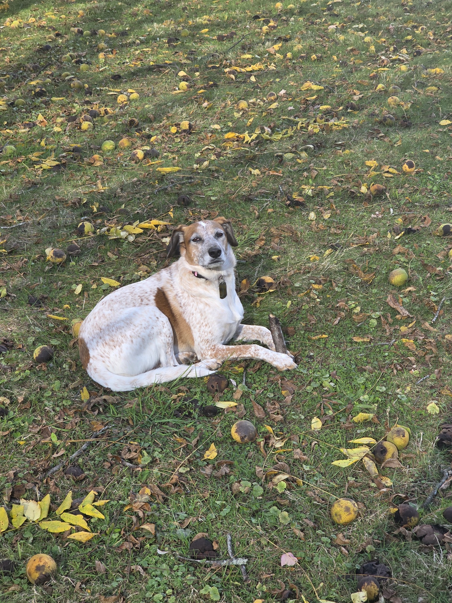 We rescued Esther 4 years ago. She's an Australian cattle dog, red heeler hound. She's a free spirit and loves everyone. She's full of life.