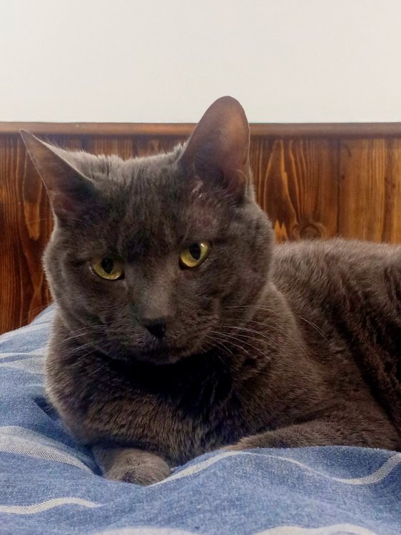 Her name is Cinder she is a sweetie and loves to be vocal.