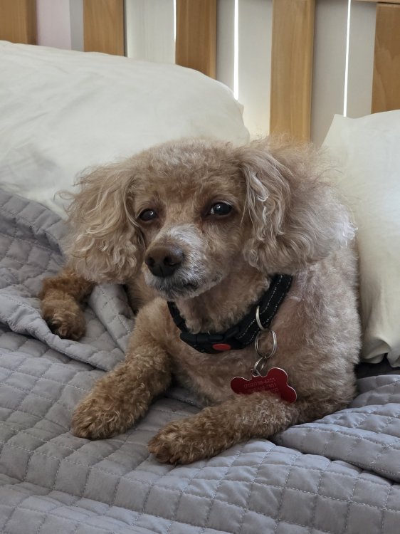 Kevin came from Korea like me. But he was a street dog and was abused. My husband contacted Poodle Rescue and adopted him three years ago. When we got him, he was very skinny and had an empty patch on his skin. but now, his hair has all grown and put...